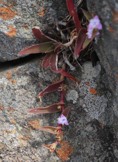 Cyanotis lapidosa, photographed by Tony Rebelo
