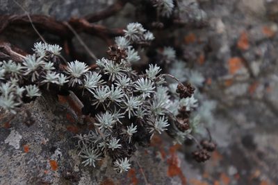Helichrysum galpinii, photographed by Tony Rebelo