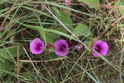 Ipomoea oblongata, photographed by Tony Rebelo