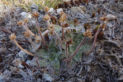 Plantago lanigera, photographed by John Barkla