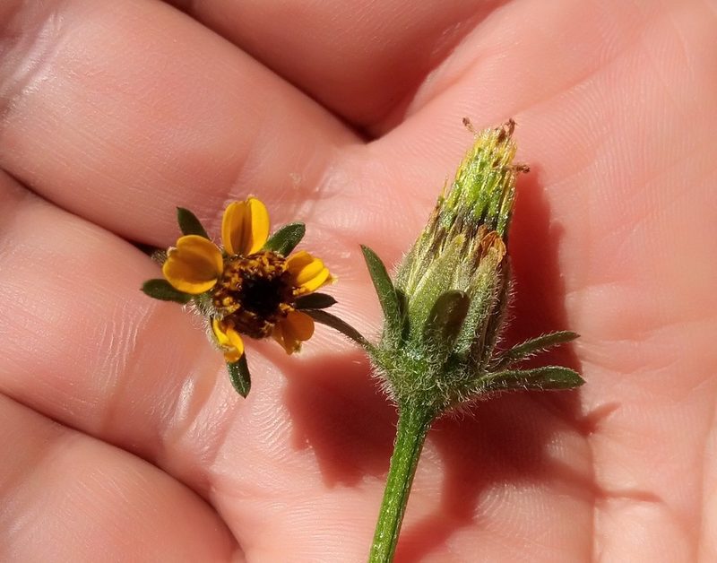 Bidens mandonii, photographed by Alfredo F. Fuentes Claros