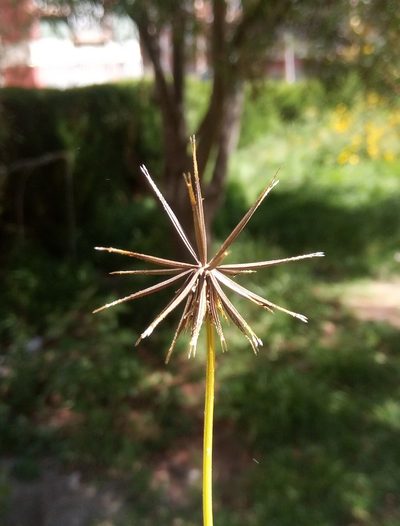 Bidens mandonii, photographed by Alfredo F. Fuentes Claros