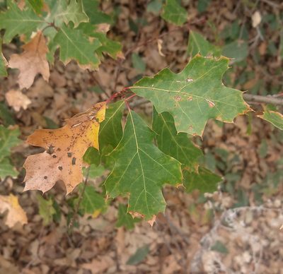 Quercus gravesii, photographed by Nick Block