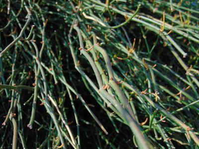 Ephedra foeminea, photographed by viridian