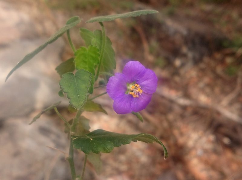 Batesimalva violacea, photographed by Nick Block