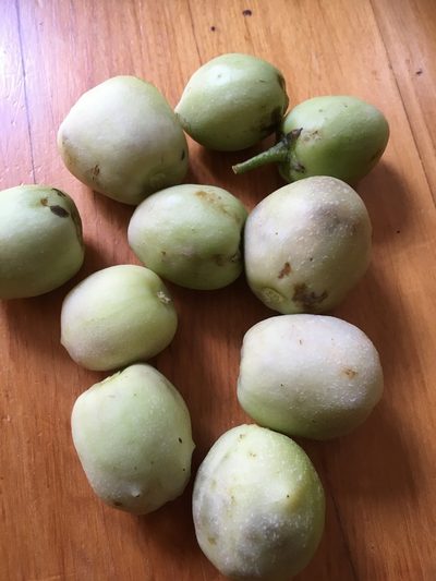 Solanum muricatum, photographed by fyodor