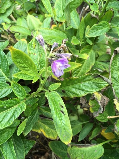 Solanum muricatum, photographed by fyodor