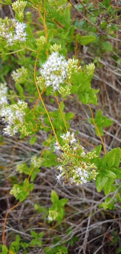 Koanophyllon villosum, photographed by stinger