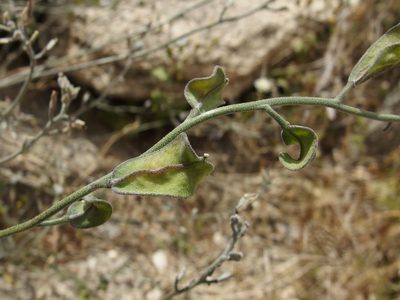 Lyrocarpa coulteri, photographed by Sue Carnahan