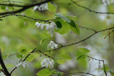 Halesia diptera, photographed by Amber M. King