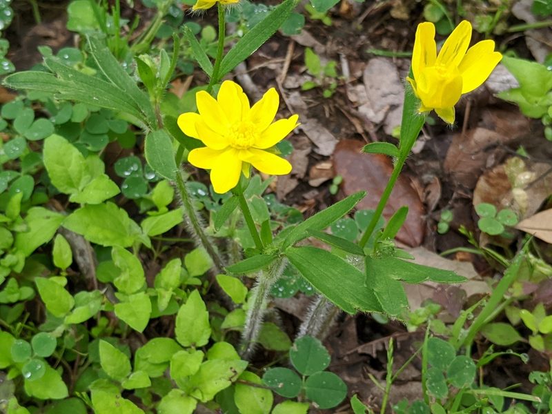 Ranunculus macranthus, photographed by Alison Northup