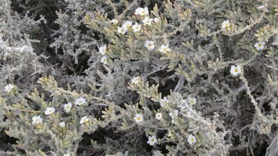 Frankenia patagonica, photographed by Leonardo Bergamini