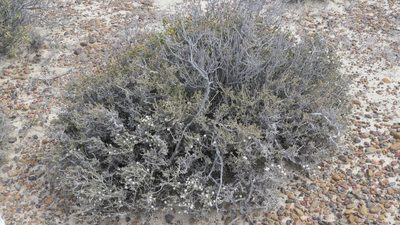 Frankenia patagonica, photographed by Leonardo Bergamini