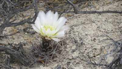 Gymnocalycium gibbosum, photographed by Leonardo Bergamini