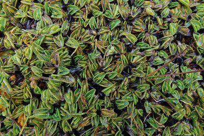 Psychrophila obtusa, photographed by John Barkla