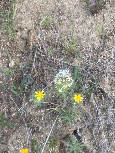 Castilleja lineariloba, photographed by Brandon Wheeler