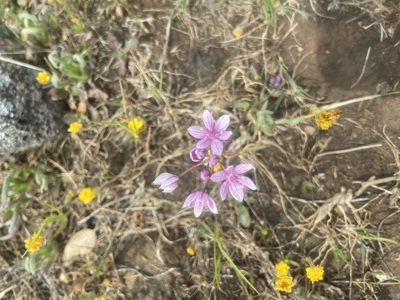 Allium hyalinum, photographed by Brandon Wheeler