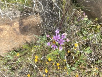 Allium hyalinum, photographed by Brandon Wheeler