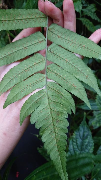 Dryopteris scottii, photographed by 沈玟伶(Wen-Ling Shen)