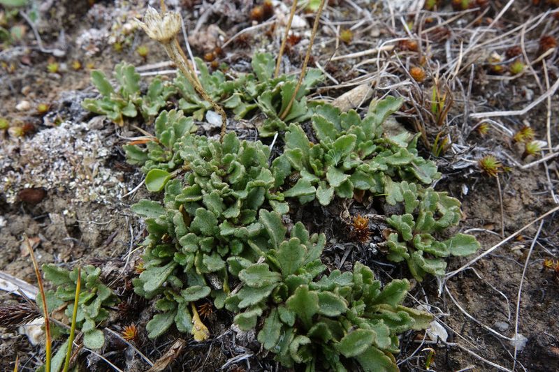 Brachyscome montana, photographed by John Barkla