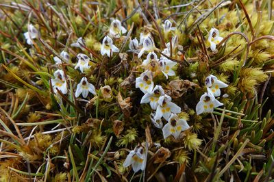 Euphrasia dyeri, photographed by John Barkla