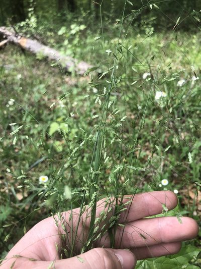 Poa autumnalis, photographed by John Kees