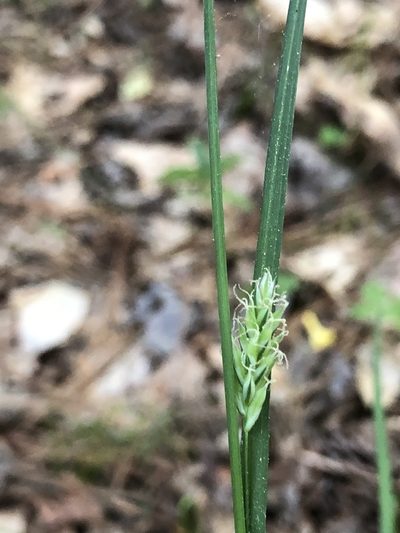 Carex styloflexa, photographed by John Kees