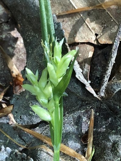 Carex pigra, photographed by John Kees