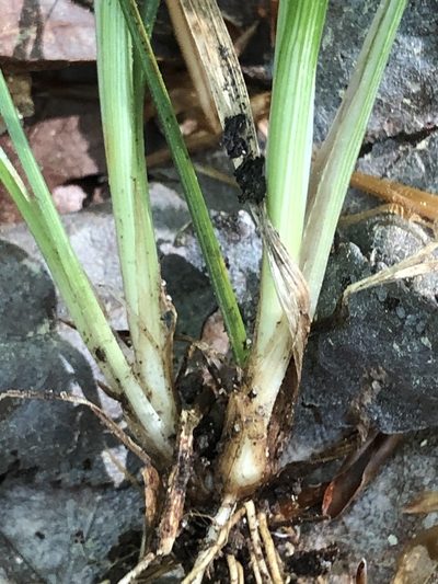 Carex pigra, photographed by John Kees