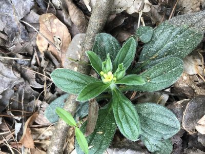 Lithospermum tuberosum, photographed by John Kees