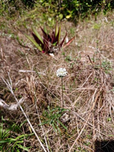 Melanthera angustifolia, photographed by Adam Pitcher