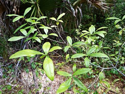 Quercus laurifolia, photographed by Adam Pitcher