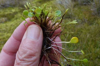 Azorella cockaynei, photographed by John Barkla