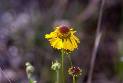 Helenium brevifolium, photographed by Jessica