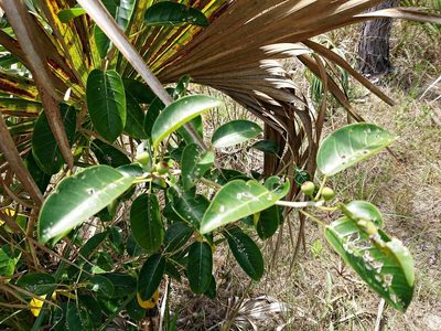 Ficus citrifolia, photographed by Adam Pitcher