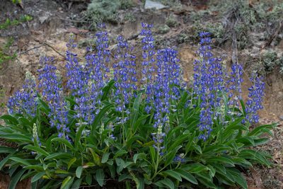 Lupinus diffusus, photographed by Jessica