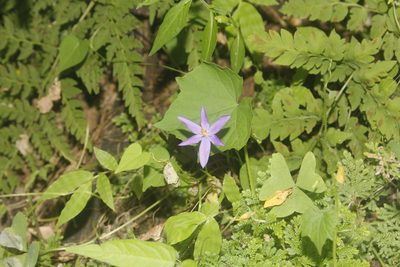 Nemastylis tenuis, photographed by Juan Cruzado Cortés