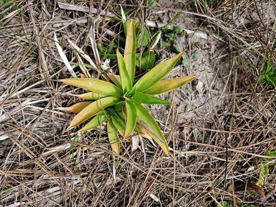 Aletris lutea, photographed by Adam Pitcher