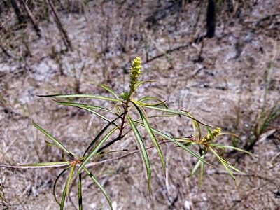 Stillingia aquatica, photographed by Adam Pitcher