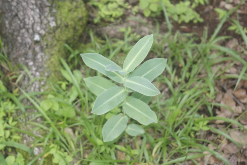 Asclepias mirifica, photographed by Juan Cruzado Cortés