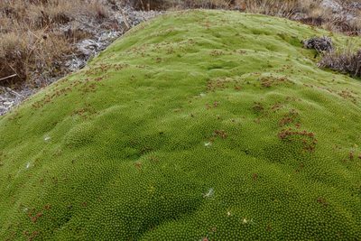 Kelleria childii, photographed by John Barkla
