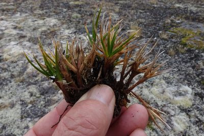 Carex pterocarpa, photographed by John Barkla