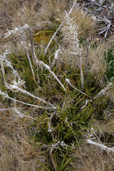 Aciphylla hectori, photographed by John Barkla