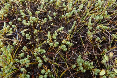 Kelleria paludosa, photographed by John Barkla