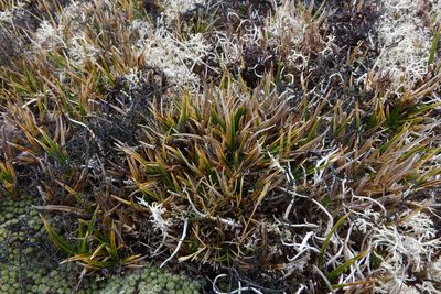 Carex pterocarpa, photographed by John Barkla