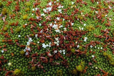 Kelleria childii, photographed by John Barkla