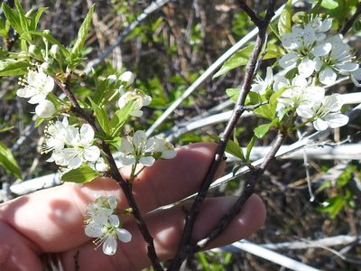 Prunus rivularis, photographed by Sam Kieschnick