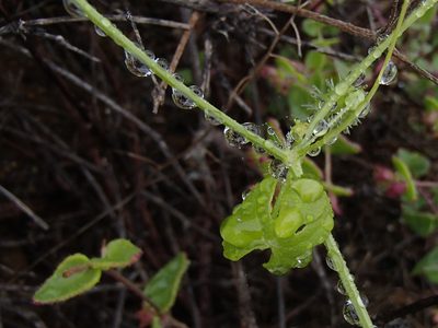 Echinopepon minimus, photographed by Tom Wainwright