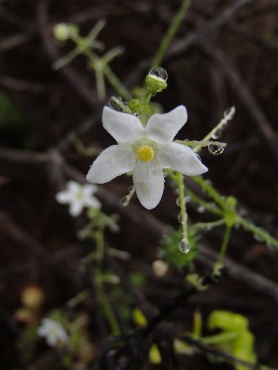 Echinopepon minimus, photographed by Tom Wainwright