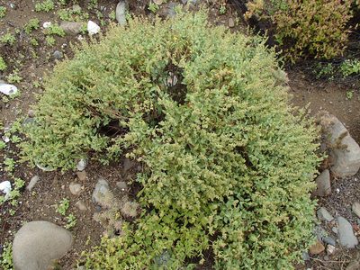 Ambrosia chenopodiifolia, photographed by Tom Wainwright